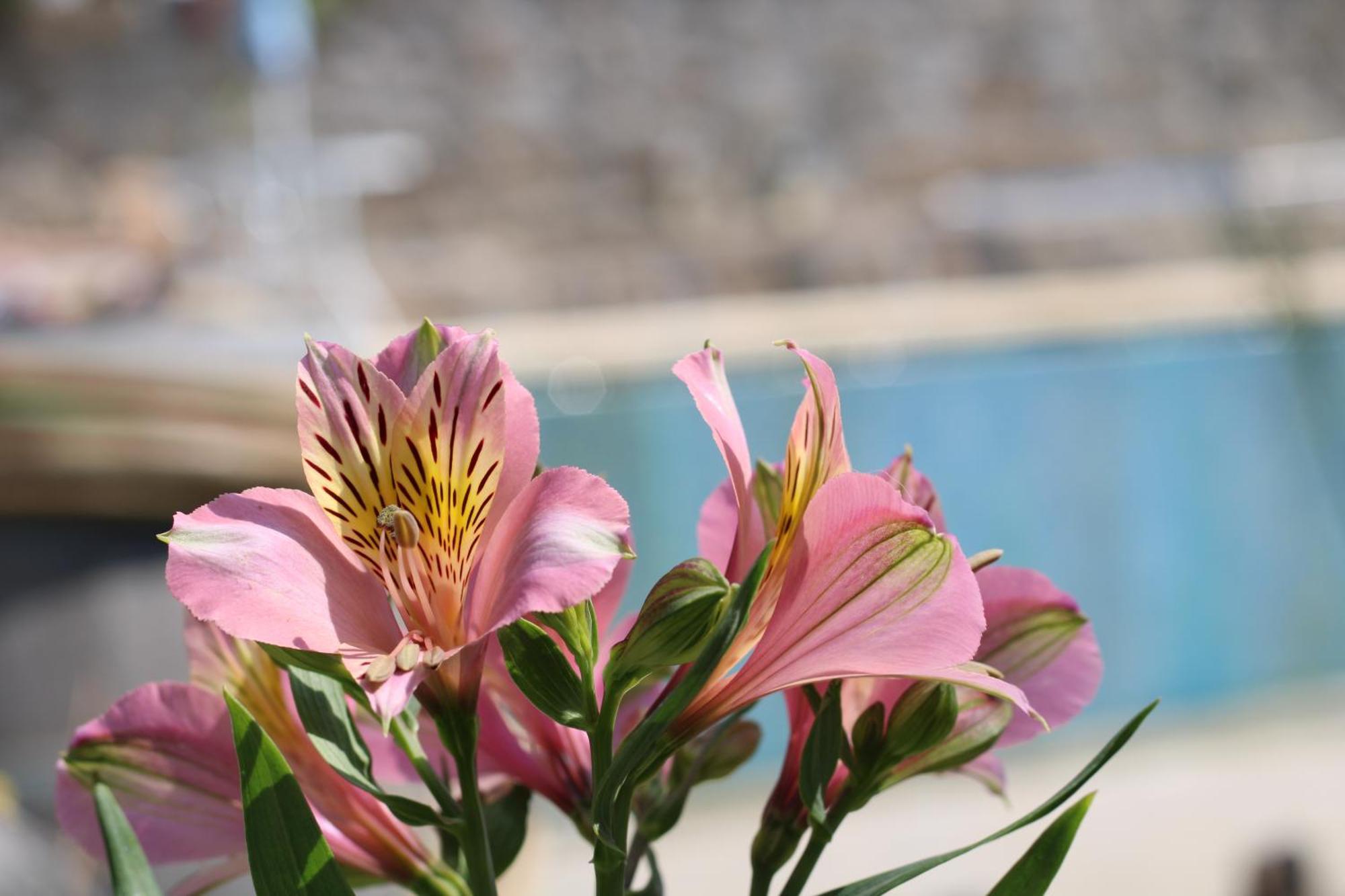 Casa Da Aldeia Da Avo Bed & Breakfast Valpaços Екстериор снимка